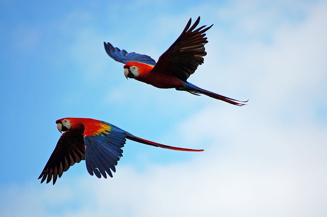 Birdwatching in Costa Rica