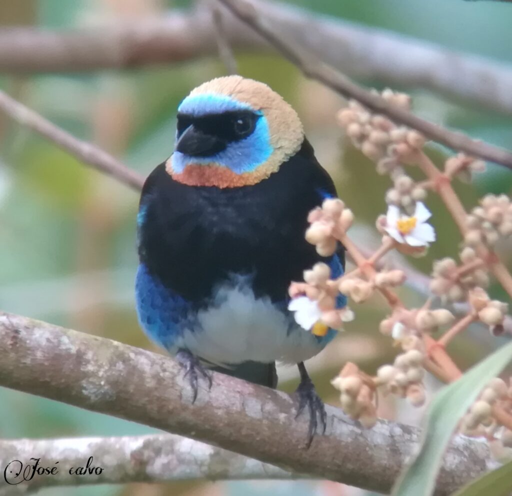 Birdwatching in Costa Rica