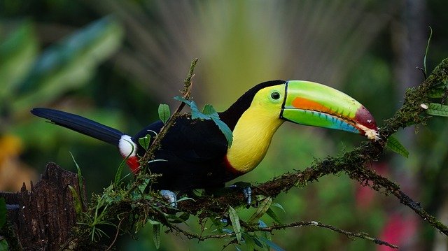 Birdwatching in Costa Rica