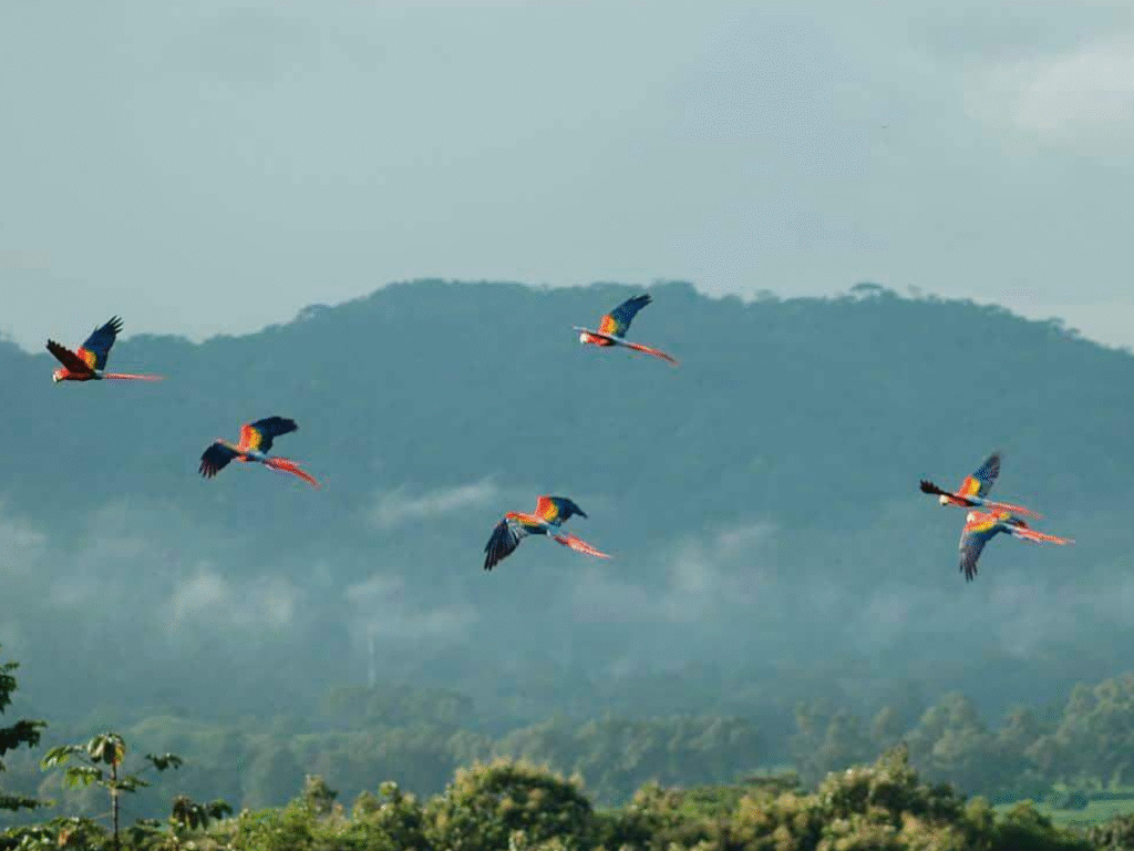 Birdwatching in Costa Rica. Carara