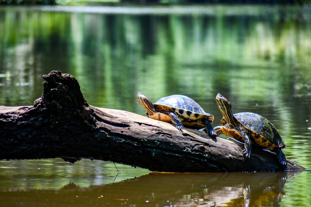 Tortuguero National Park